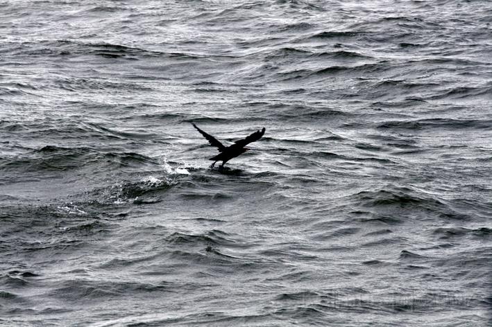 Landschaft/Sylt/Der Kormoran